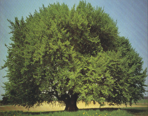 Baum